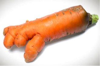 carrot