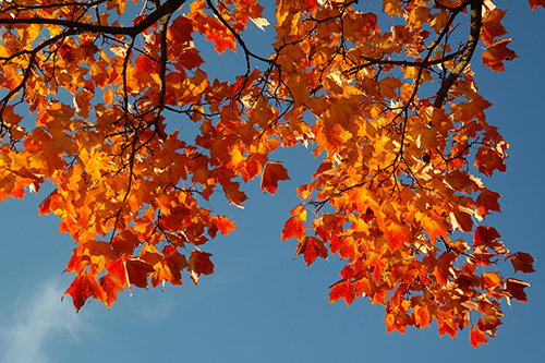 fall leaves